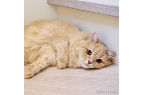 こむぎちゃん1枚目